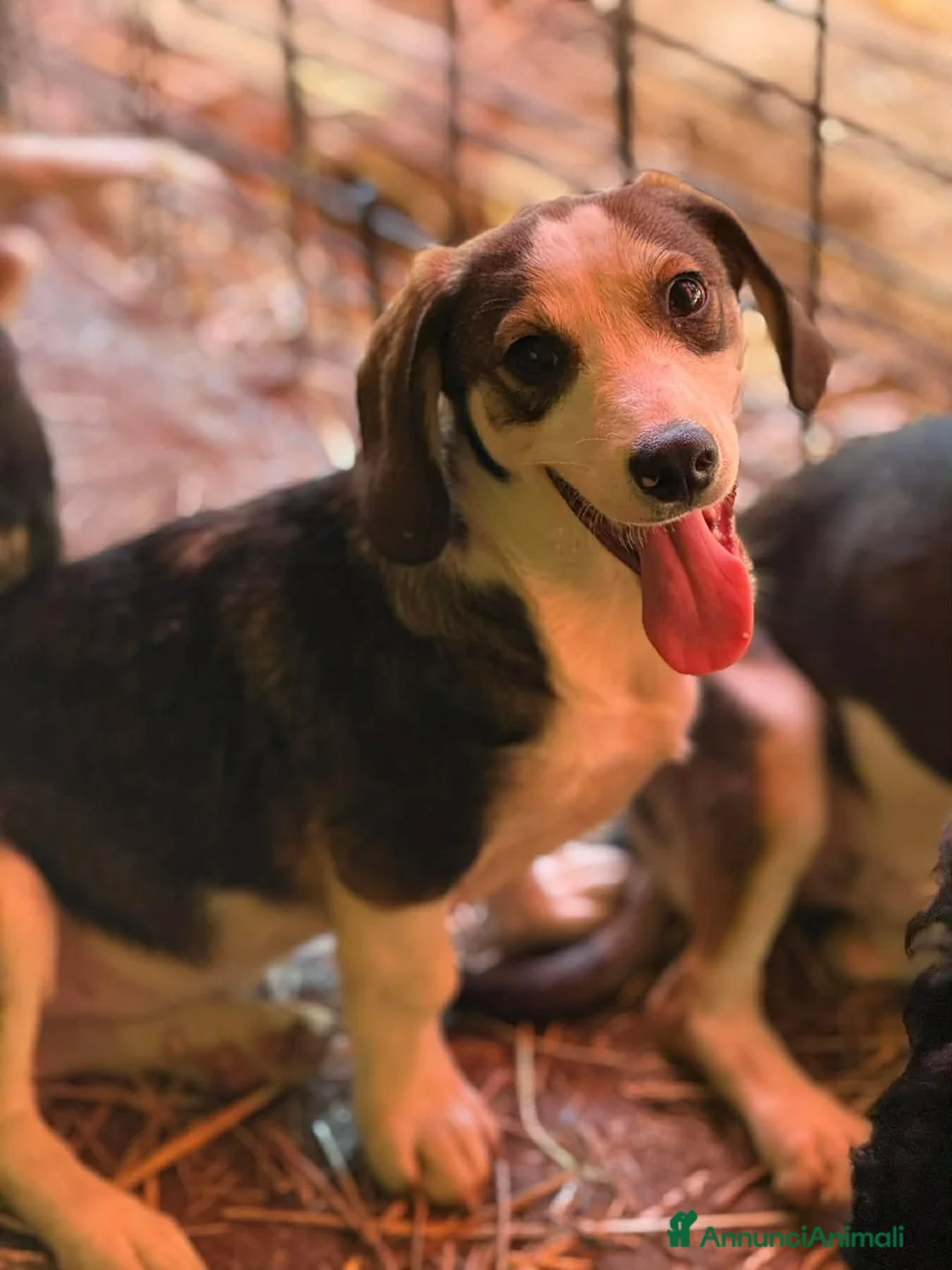Meticcio cani in regalo: FRODO, affettuoso cucciolo TG PICCOLA vi aspetta! - Annuncio 1