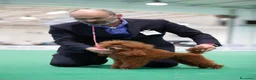 Barboncino Toy cani in vendita: Barboncini toy - Annuncio 9