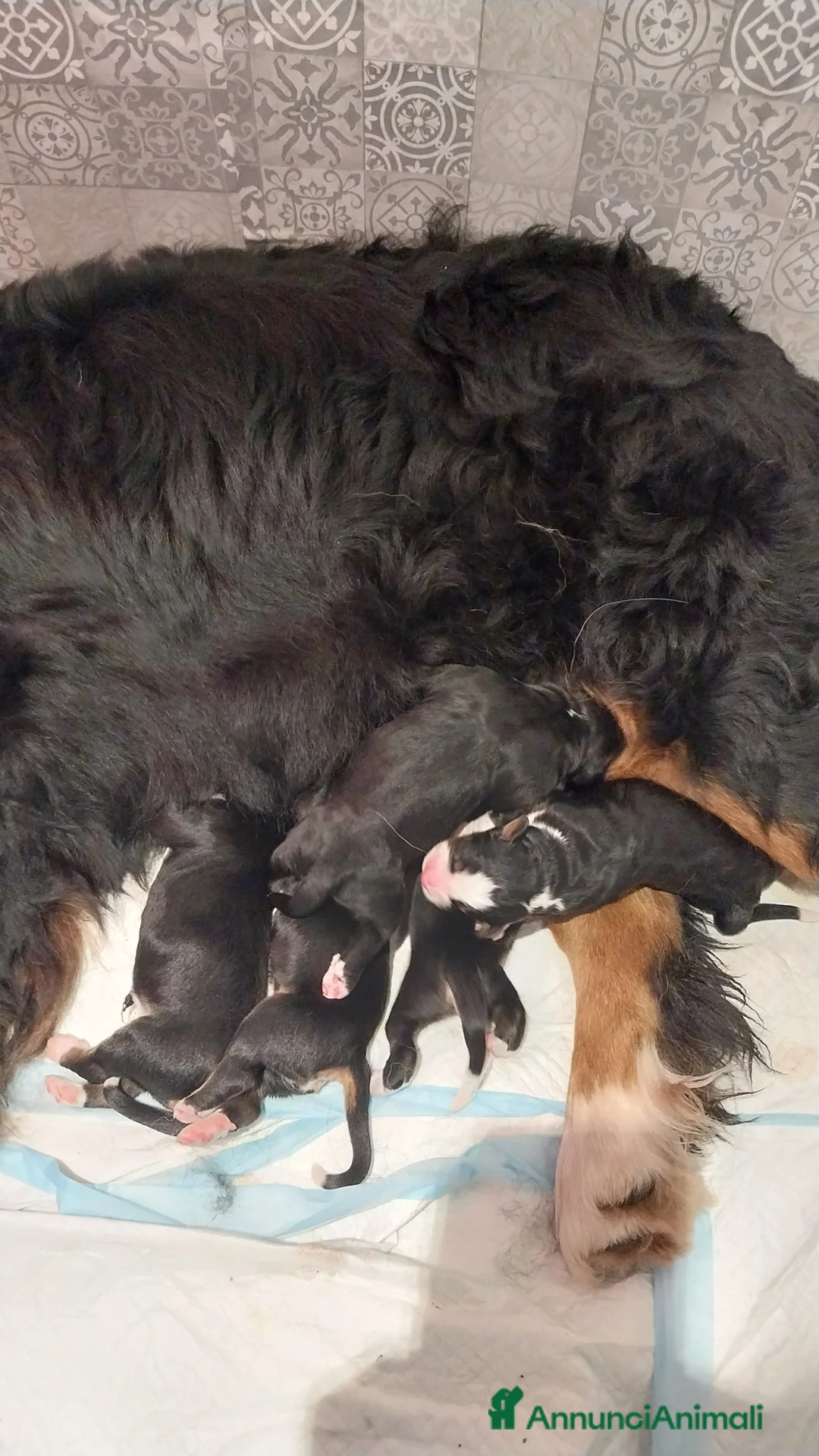 Bovaro del Bernese cani in vendita: Cuccioli bovaro del bernese liguria a Città Metropolitana di Genova - Annuncio 2