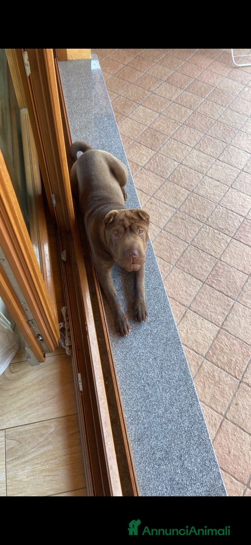 Shar Pei cani Regalo - Annuncio 17