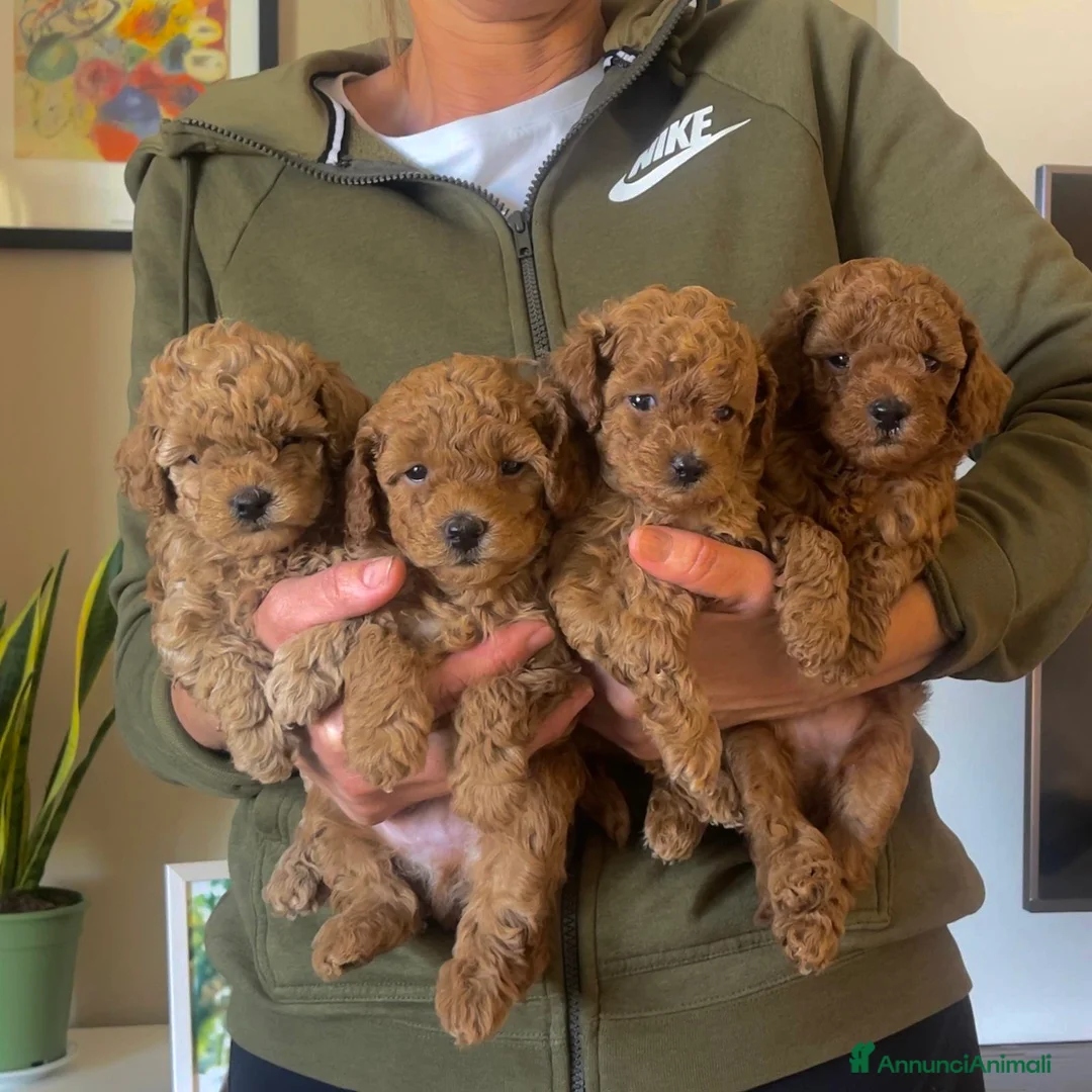 Barboncino Toy cani in vendita: Cuccioli red barboncino toy - Annuncio 2