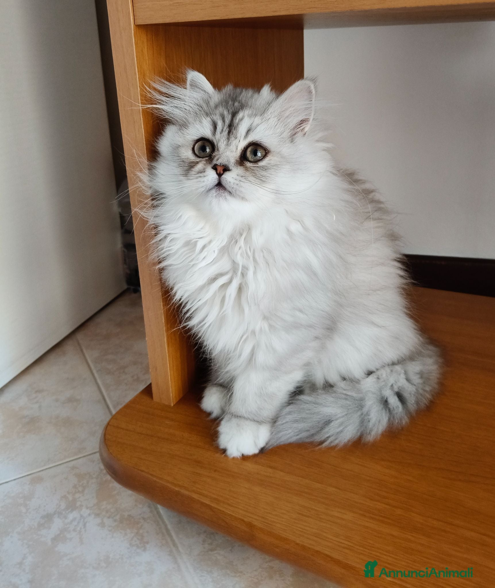 Persiano gatti Cucciola persiana Chinchilla  - Annuncio 14
