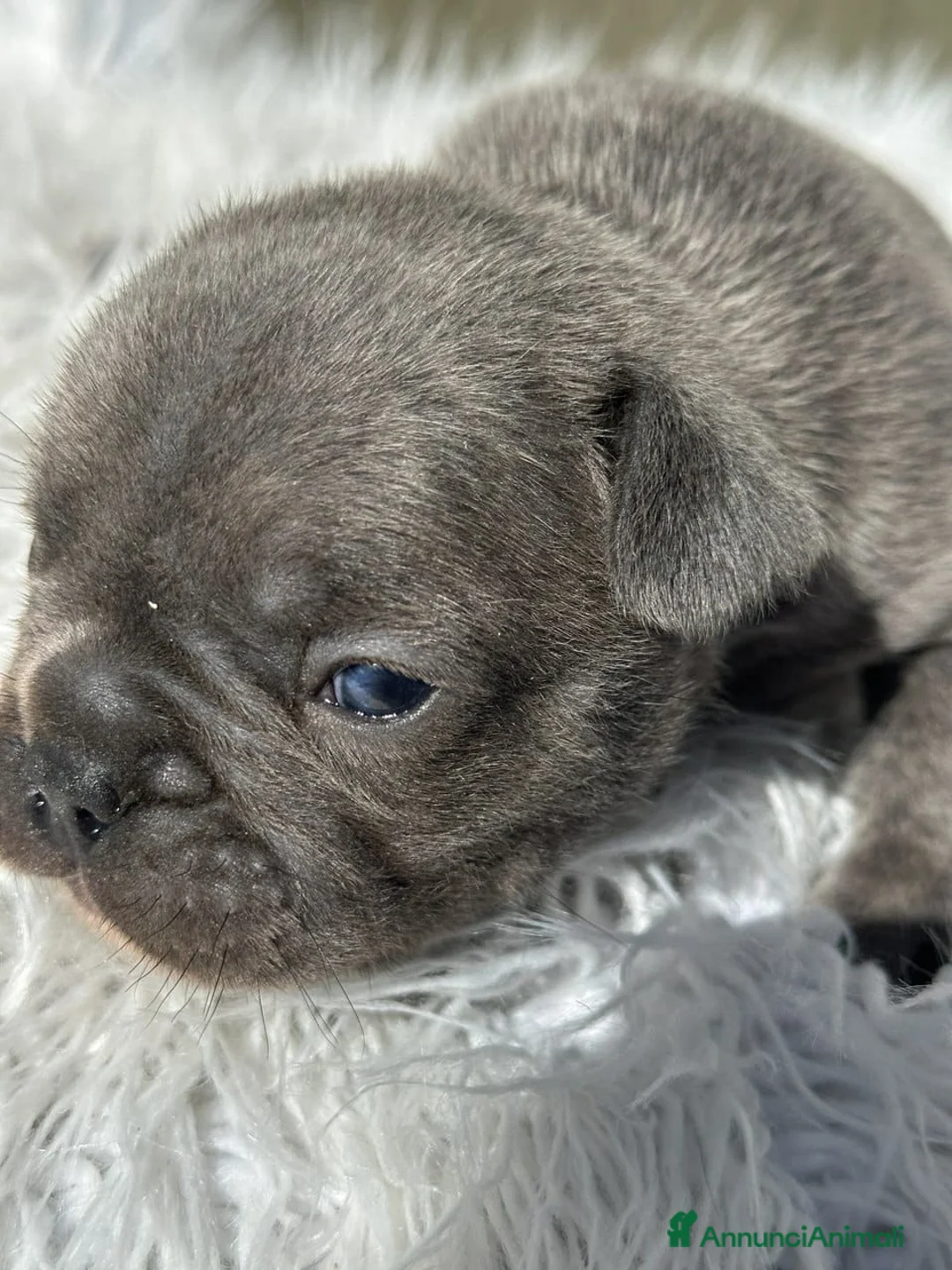 Bulldog Francese cani in vendita: Bulldog francesi merle e blu - Annuncio 7