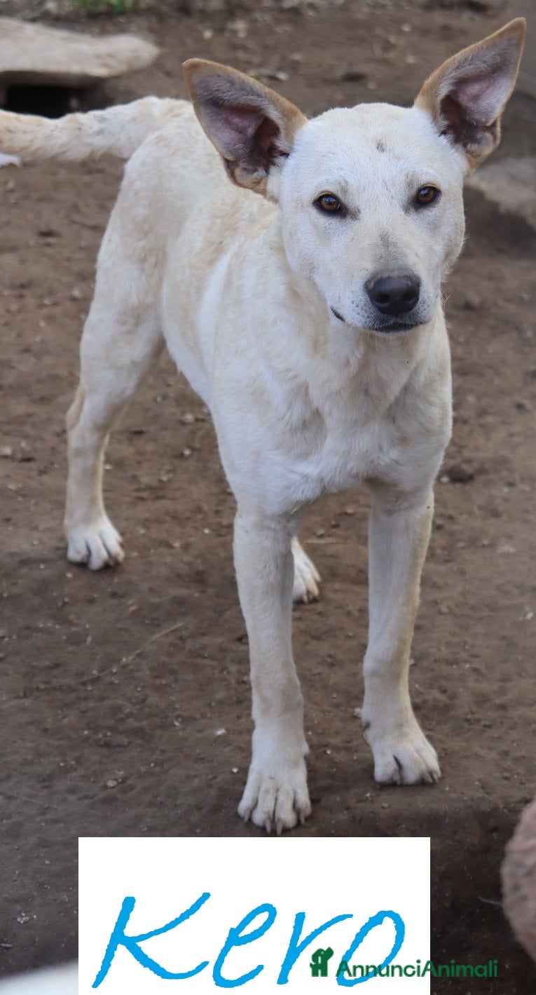 Meticcio cani KERO giovanotto (settembre '23) - Annuncio 16