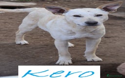 Meticcio cani in regalo: KERO giovanotto (settembre '23) - Immagine 1