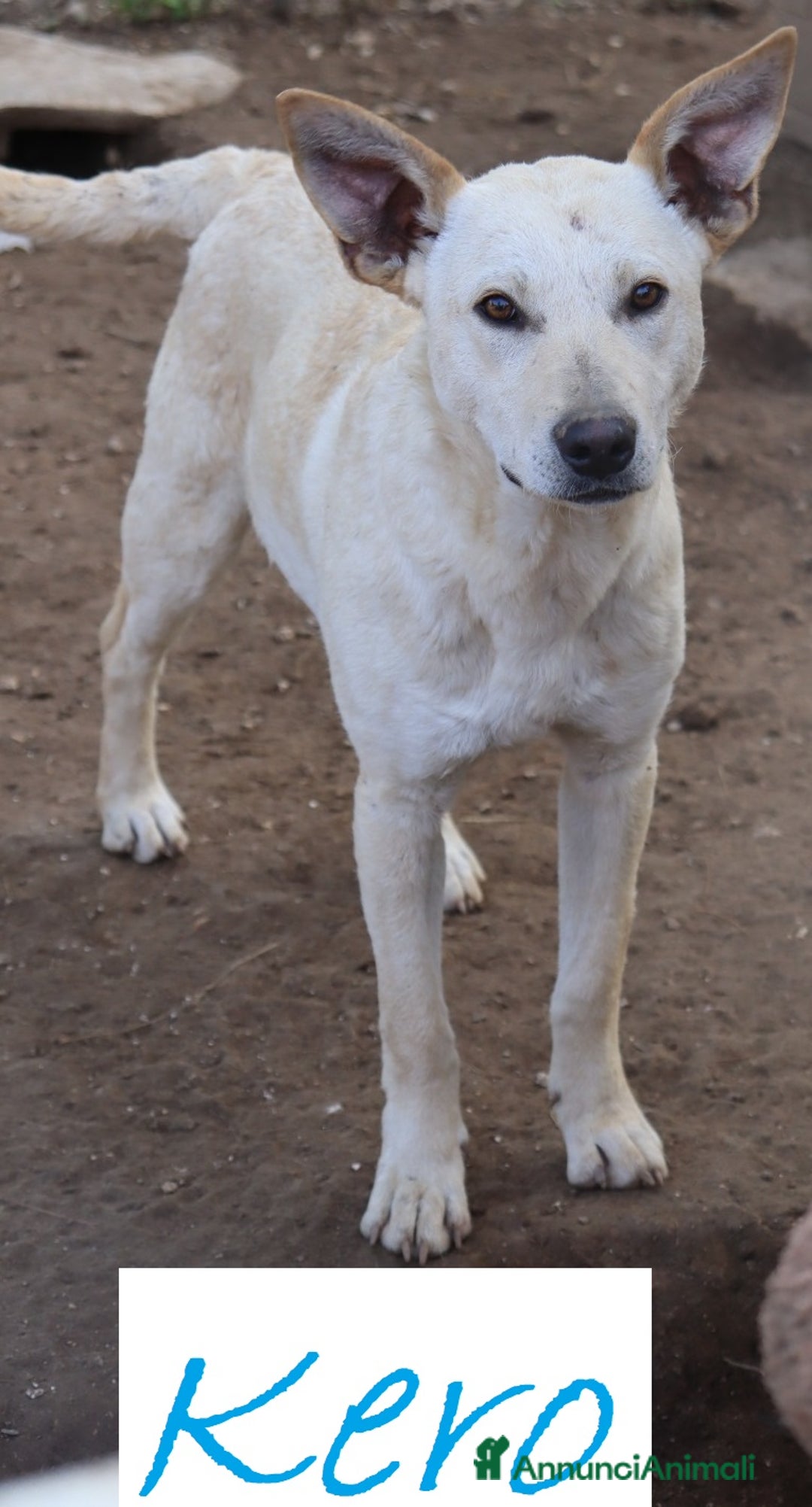 Meticcio cani in regalo: KERO giovanotto (settembre '23) - Immagine 1