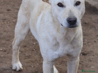 Meticcio cani KERO giovanotto (settembre '23) - Annuncio 18