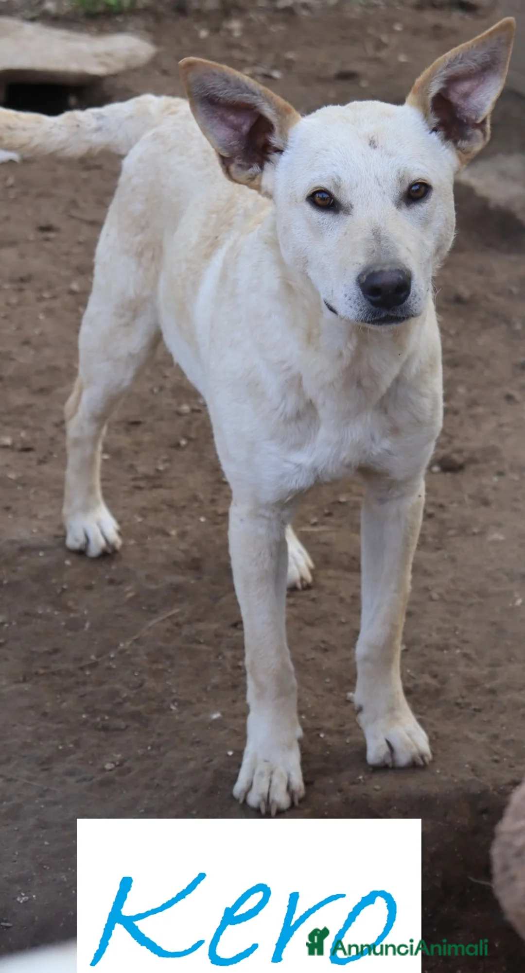 Meticcio cani in regalo: KERO giovanotto (settembre '23) - Annuncio 1