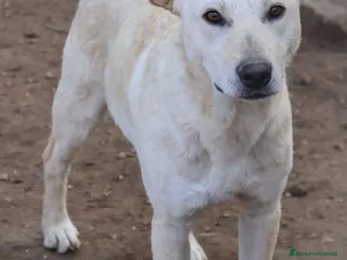 Meticcio cani KERO giovanotto (settembre '23) - Annuncio 18