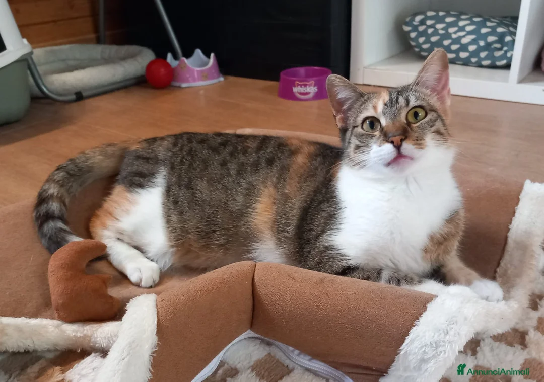 Europeo gatti in regalo: Karina, dolce micia tricolore in adozione! - Annuncio 3