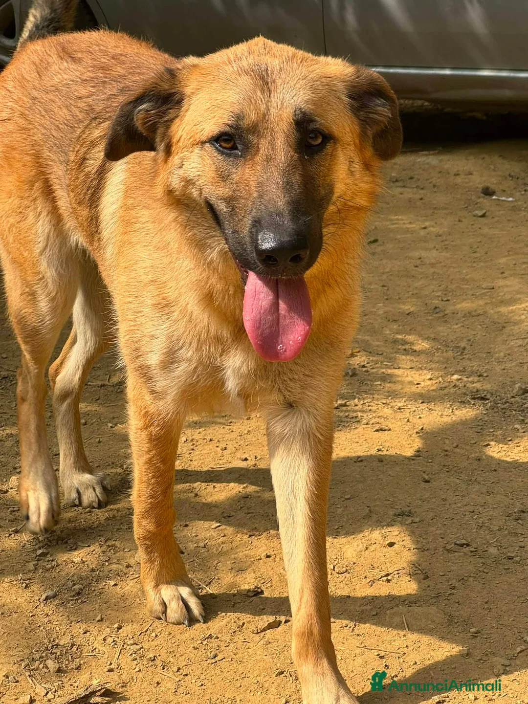 Meticcio cani in regalo: ANNIE, intelligenza da Pastore, cuore da coccolona - Annuncio 12
