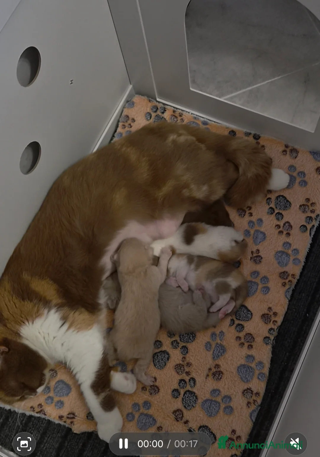 British gatti in vendita: British shorthair  - Annuncio 2