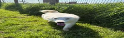 Meticcio cani in regalo: MOLLY, un raggio di sole - Annuncio 7