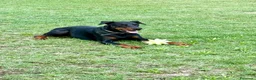 Dobermann cani per accoppiamento: Cane adulto taglia grande maschio  a Provincia di Pavia - Annuncio 6