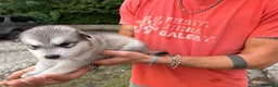 Alaskan Malamute cani in vendita: Splendidi cuccioli di Alaskan Malamute  - Annuncio 8