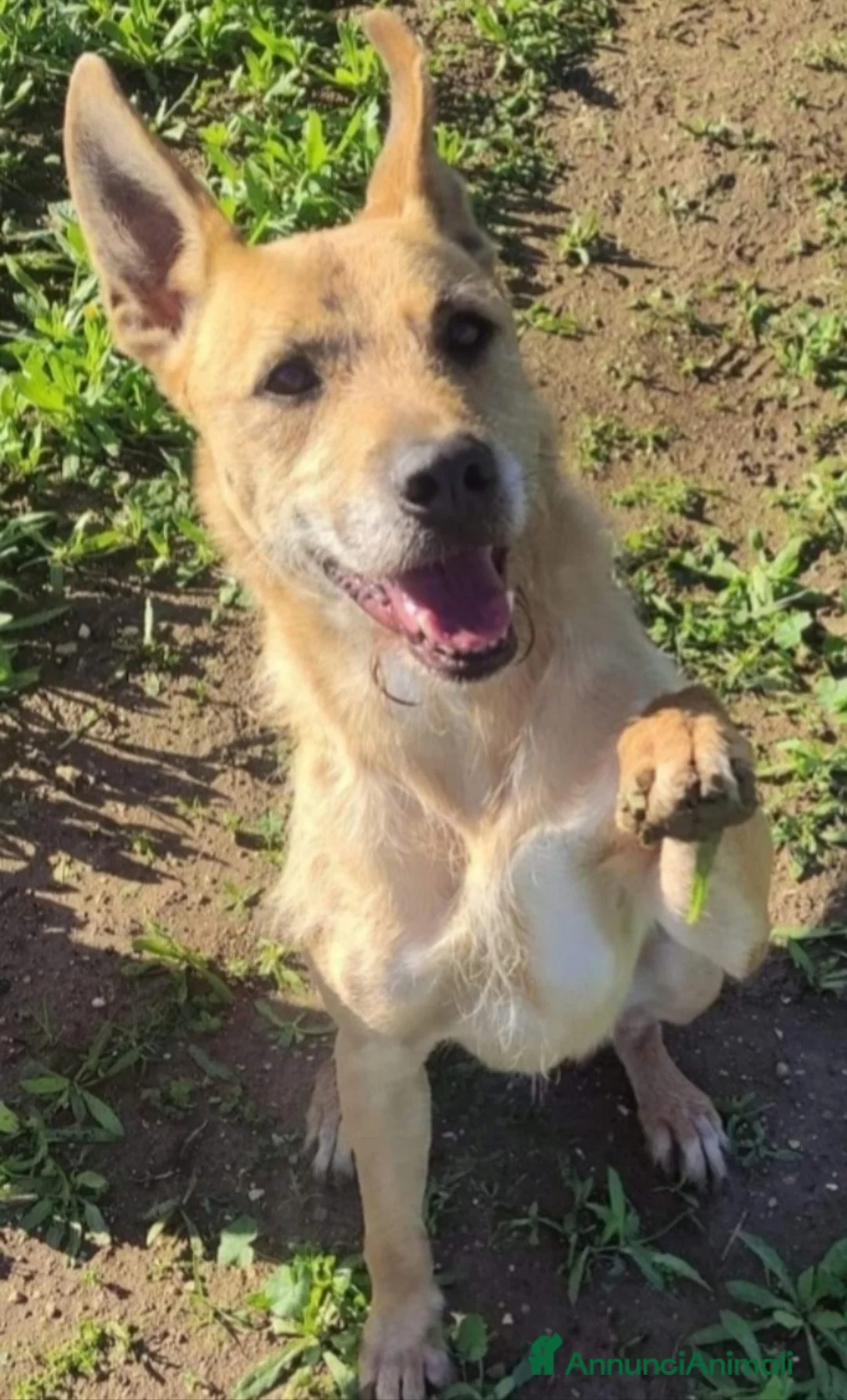 Meticcio cani in regalo: Baffo 9anni ha smesso di abbaiare,rassegnato!PUGLI - Annuncio 1