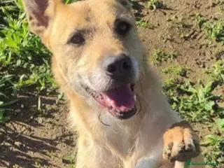 Meticcio cani Baffo 9anni ha smesso di abbaiare,rassegnato!PUGLI - Annuncio 18