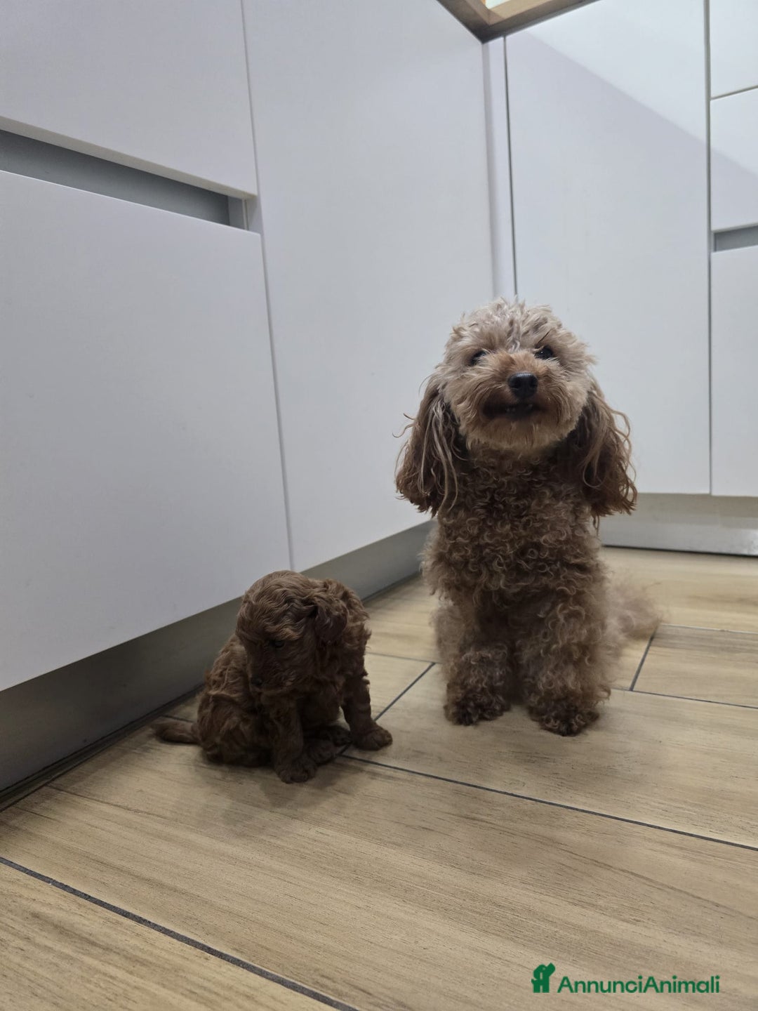 Barboncino Toy cani in vendita: Cucciolo barboncino red toy minitoy  - Annuncio 8