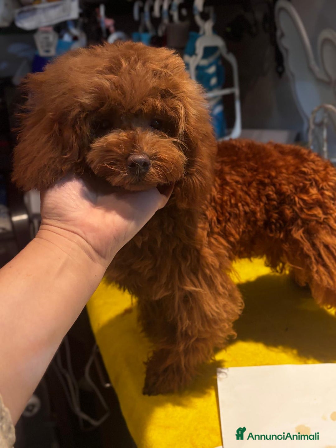 Barboncino Toy cani in vendita: Barboncino Toy di 6 mesi  - Annuncio 4