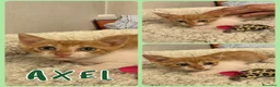 Europeo gatti in regalo: Gattini di 3 mesi a Provincia di Verona - Annuncio 6