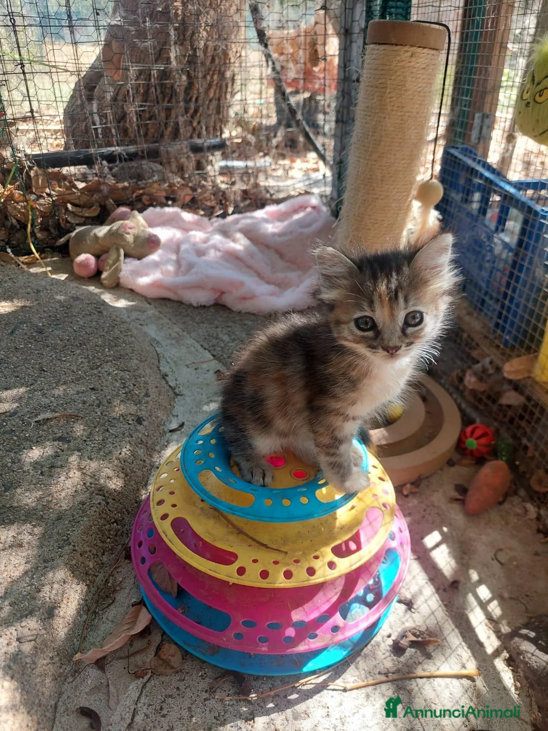 Europeo gatti in regalo: Nina e Minù aspettano una famiglia  - Annuncio 2