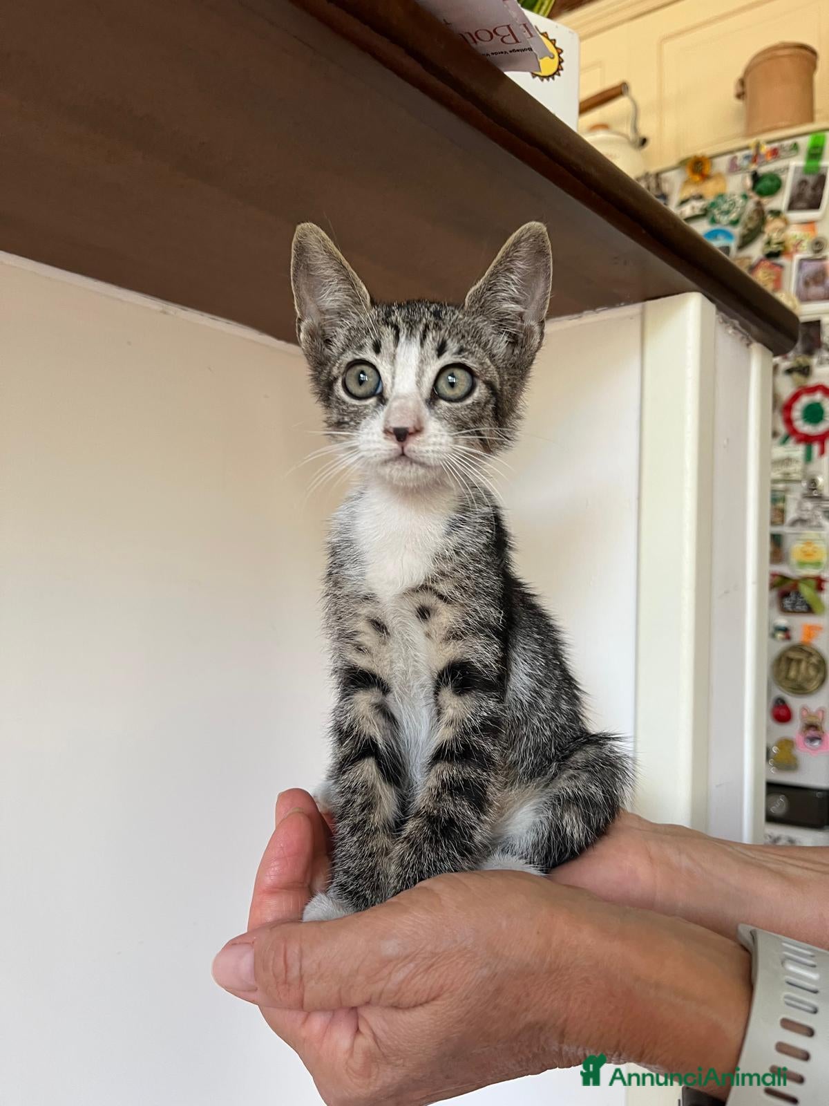 Meticcio gatti in regalo: GATTINE TENERE E GATTA ADULTA - Annuncio 3