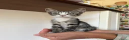 Meticcio gatti in regalo: GATTINE TENERE E GATTA ADULTA - Annuncio 1