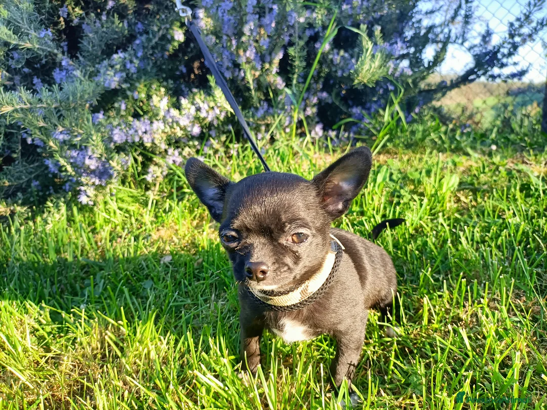 Chihuahua cani in vendita: Cucciolo chihuahua maschio  - Annuncio 2