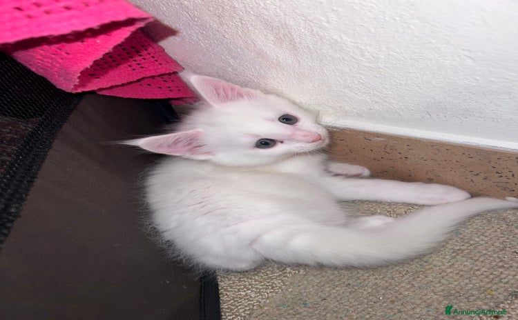 Maine Coon gatti a Provincia di Bergamo - Annuncio 1