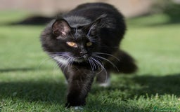 Maine Coon gatti in vendita: Cuccioli di razza Maine Coon pedigree ANFI a Livorno - Immagine 13