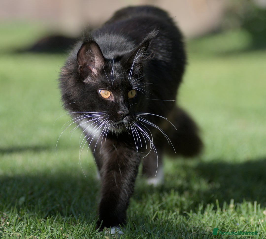 Maine Coon gatti in vendita: Cuccioli di razza Maine Coon pedigree ANFI a Livorno - Immagine 13