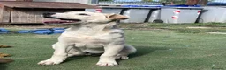 Meticcio cani in regalo: Cucciolo simil Labrador  a Città Metropolitana di Torino - Annuncio 3