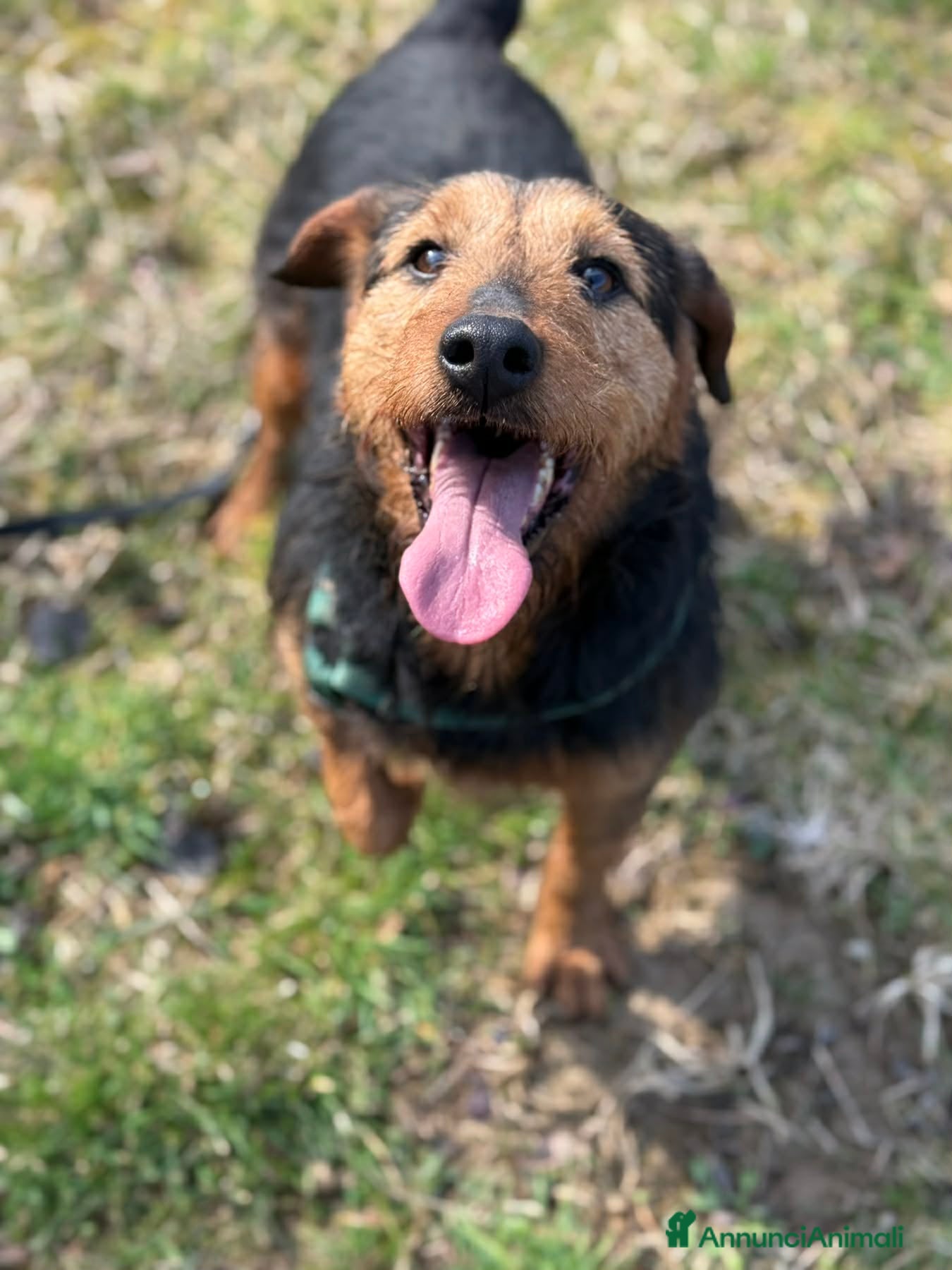 Meticcio cani TARO, baffone dalla bontà sconfinata! - Annuncio 5