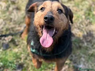 Meticcio cani TARO, baffone dalla bontà sconfinata! - Annuncio 5