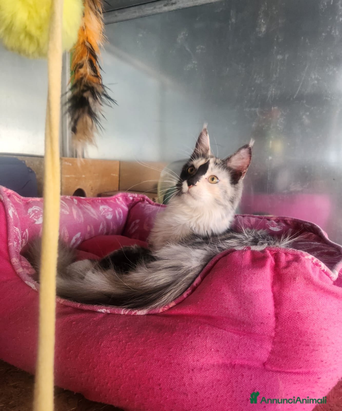 Maine Coon gatti Maine coon  - Annuncio 5