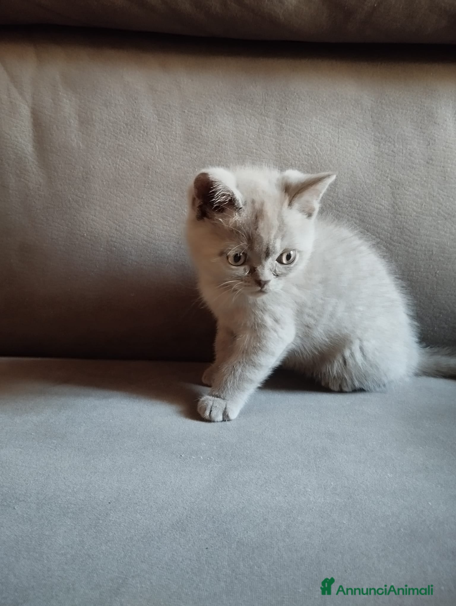 British gatti Gattino British  - Annuncio 1