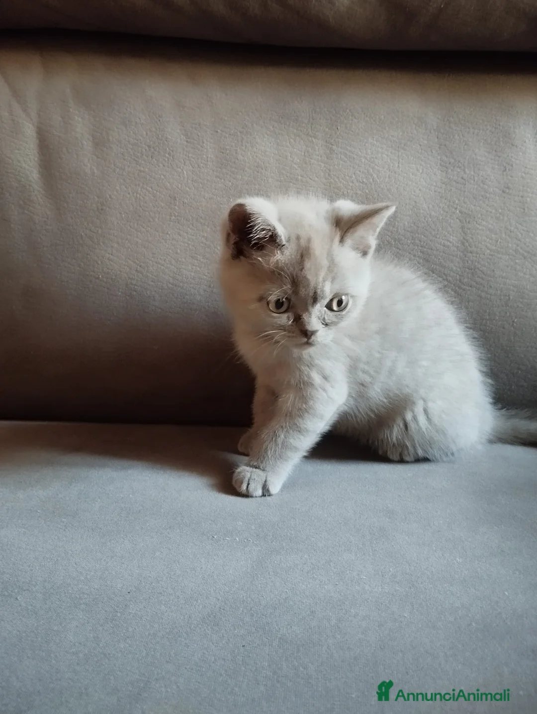 British gatti in vendita: Gattino British  - Annuncio 1