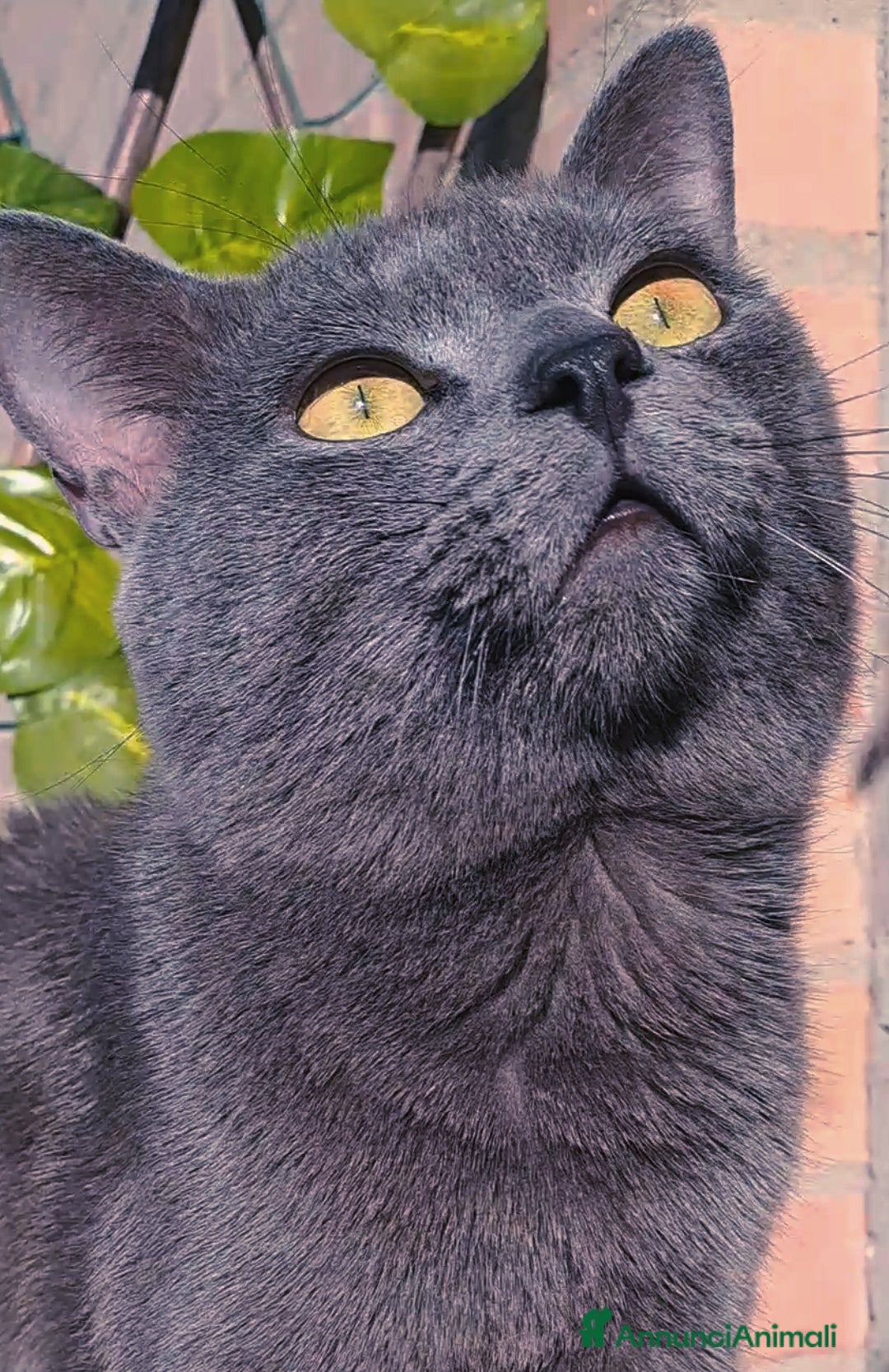 Certosino gatti in vendita: GATTINI CERTOSINI - Annuncio 10