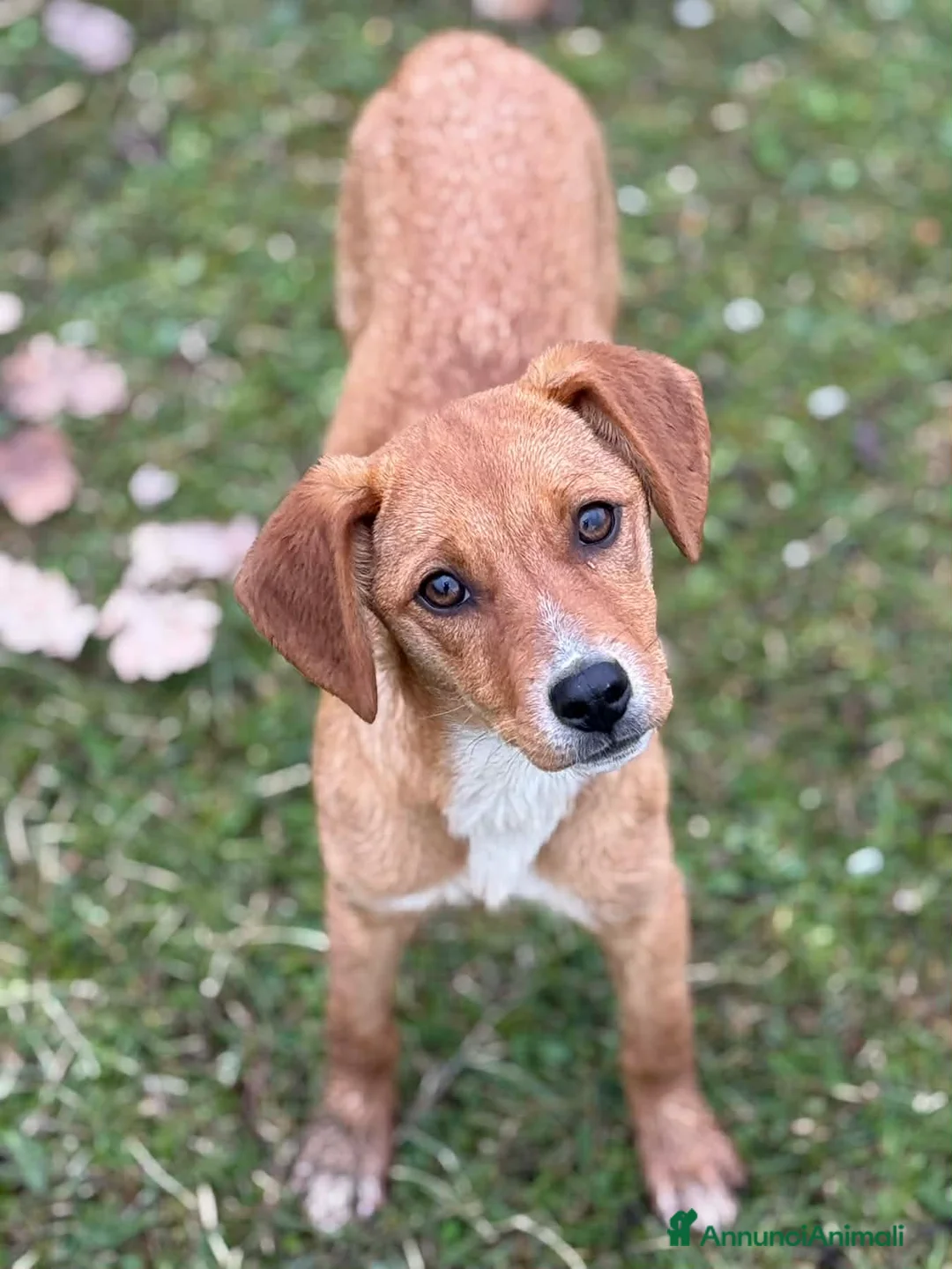 Meticcio cani in regalo: NATALIE, cucciola DOLCISSIMA! Tg medio piccola - Annuncio 2