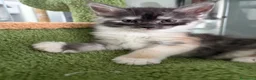 Maine Coon gatti in vendita: cucciola di maine Coon femmina  - Annuncio 4