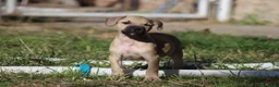 Pitbull cani in vendita: Cuccioli Pit Bull con Pedigree anche a rate - Annuncio 33