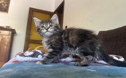 Maine Coon gatti in vendita: Maine Coon pedigree Anfi a Provincia di Modena - Immagine 14