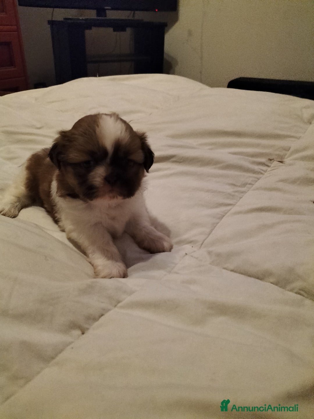 Shih Tzu cani in vendita: Cuccioli di shitzu  - Annuncio 4