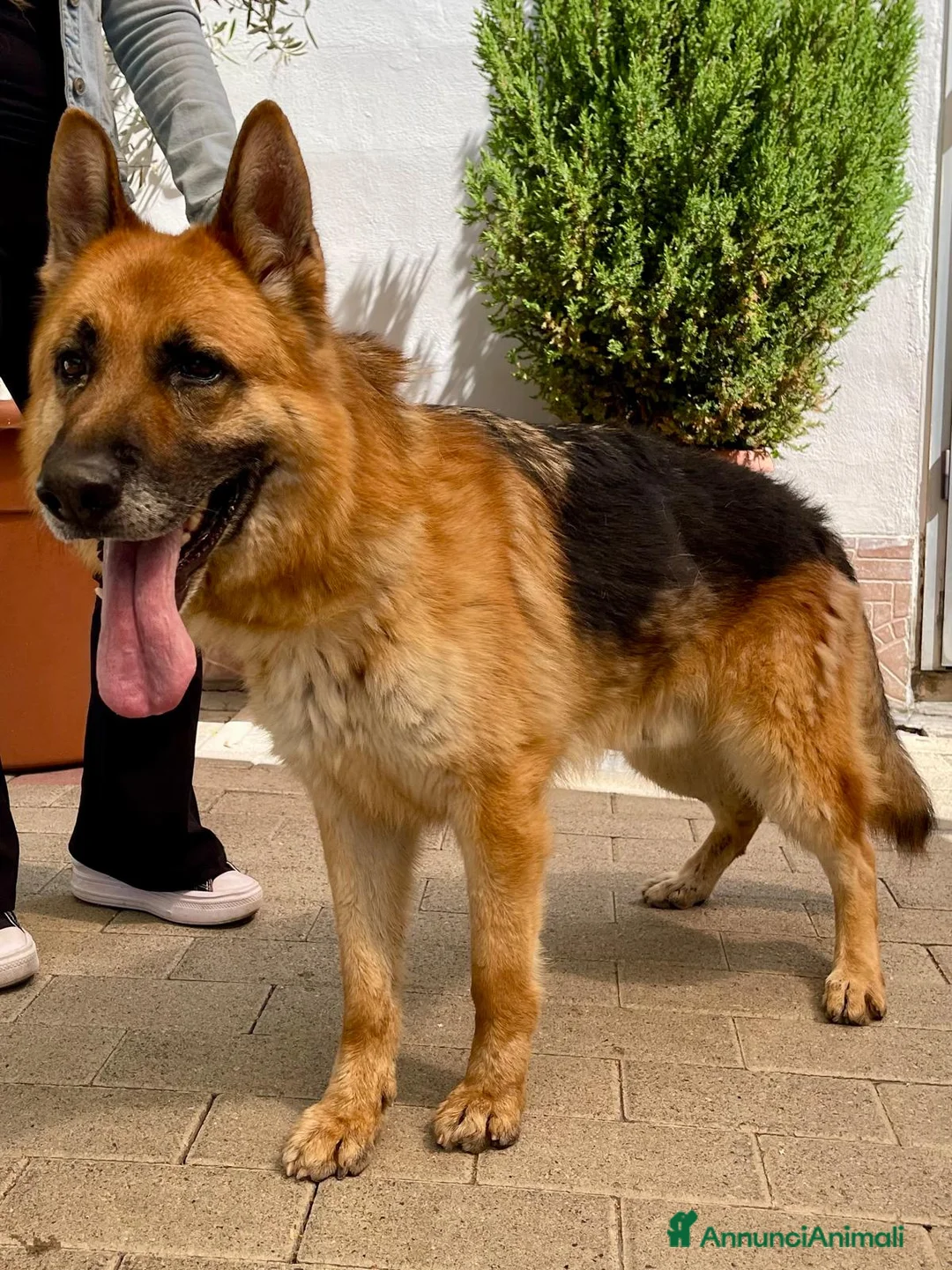 Pastore Tedesco cani in regalo: RAMOS PASTORE TEDESCO - Annuncio 2
