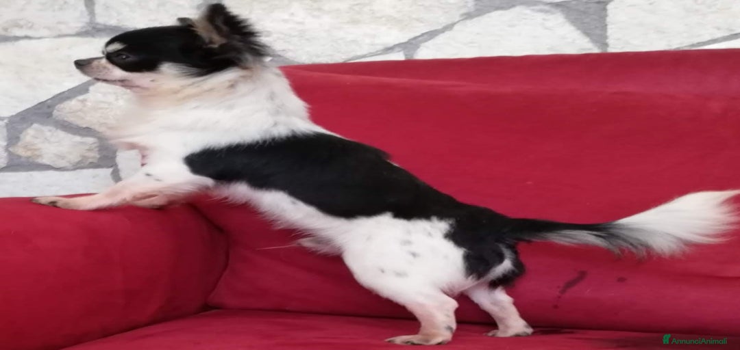 Immagine della galleria {{count}}