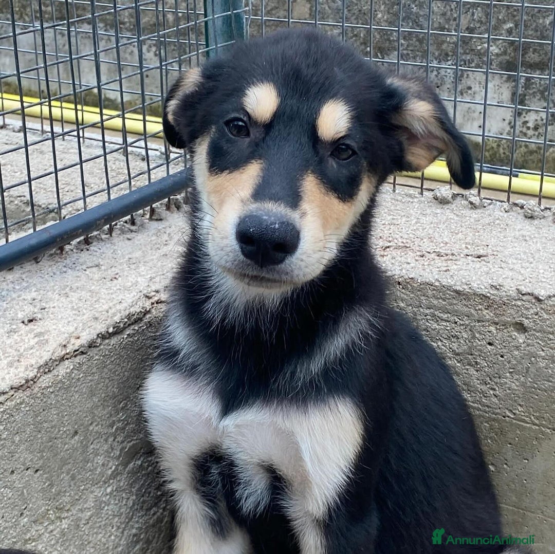 Meticcio cani in regalo: JOE dolce cucciolo 4 mesi cerca adozione - Latina - Annuncio 2