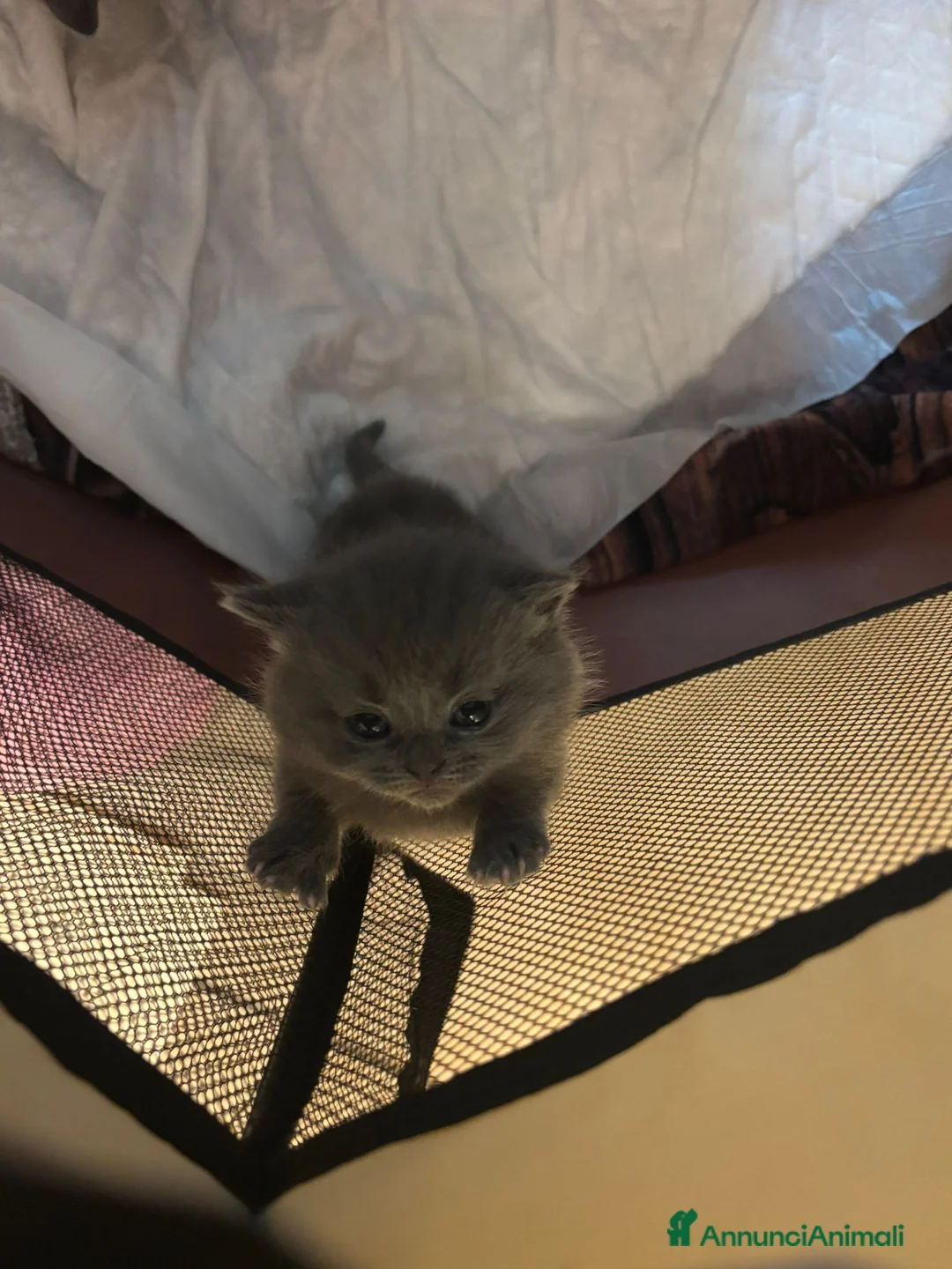 Scottish gatti in vendita: Gatti scottisch fold e straight  a Provincia di Taranto - Annuncio 5