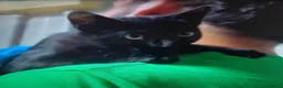 Europeo gatti in regalo: GATTINE NERE - Annuncio 3