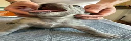 Bulldog Francese cani in vendita: bulldog francese  - Annuncio 24