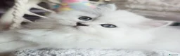 Persiano gatti in vendita: Gatti persiani a Provincia di Padova - Annuncio 5